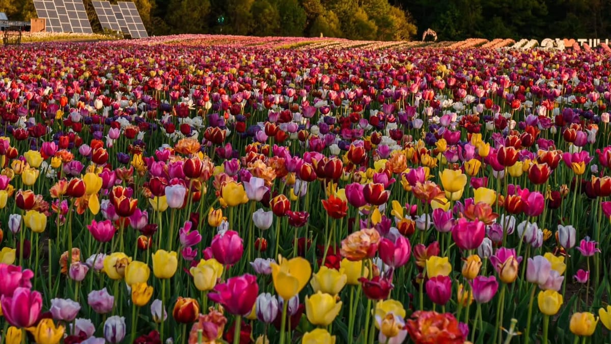 Três fazendas de tulipas para visitar em Ontário