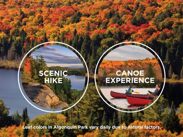 Descubra a beleza do outono no Algonquin Park